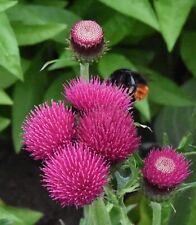 Cirsium revuliare atropurpureu for sale  DUNS
