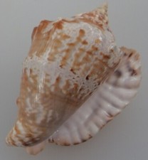 Strombus raninus martinique d'occasion Strombus raninus martinique d'occasion  Brioude
