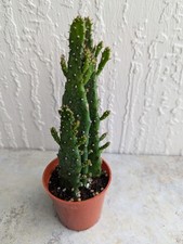 Josephs coat cactus for sale  Jacksonville