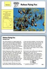 Rufous flying fox for sale  SLEAFORD