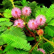 Mimose mimosa pudica gebraucht kaufen  Aulendorf