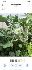 Taunton deane perennial for sale  WELLS