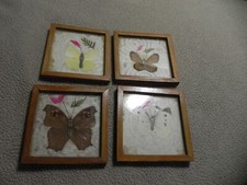 dried flower picture for sale dried flower picture for sale Snow Shoe