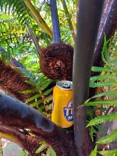 Tree fern spore for sale  Shipping to United Kingdom