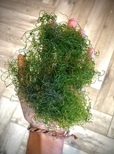 Marine cheato chaeto for sale  HITCHIN