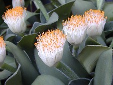 Gorgeous haemanthus albiflos for sale  NORTHAMPTON