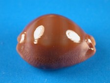 hawaiian shells for sale hawaiian shells for sale Kapolei