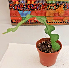 Fishbone cactus 10cm for sale  MILTON KEYNES