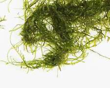 Java moss 10g for sale  MARKET RASEN