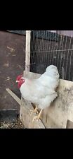 White wyandotte bantam for sale  CHESTERFIELD