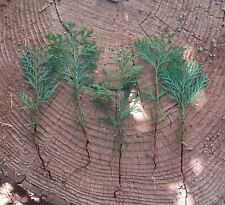 Incense cedar tree for sale  Magalia