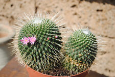 Kakteen mammilaria unpico gebraucht kaufen  Herzebrock-Clarholz