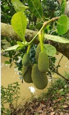 Jackfruit artocarpus heterophy for sale  Naples