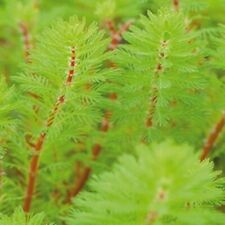 Weighted bunch red for sale  BUCKFASTLEIGH
