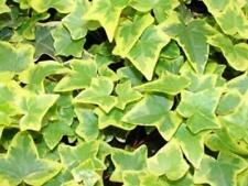 Pack hedera helix for sale  UK