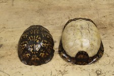 Two turtle shell for sale  Punxsutawney