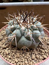 Copiapoa cinerea albispina.own usato  Valdastico
