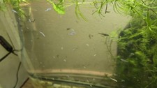 Zebra danio fry for sale  Spokane