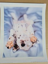 Monty rachael hale for sale  GOSPORT