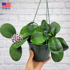 Super deal hoya for sale  USA