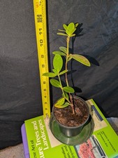 rhododendron plant for sale rhododendron plant for sale Bellingham