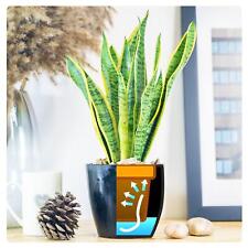 House indoor plant for sale  BIRMINGHAM