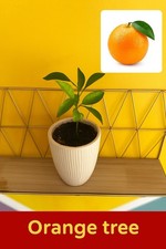 Orange tree for sale  LEIGH