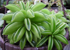 Rare peperomia dolabriformis for sale  Saratoga
