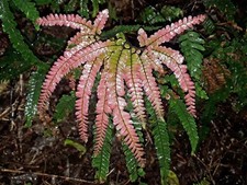 Adiantum hispidulum rosy for sale  BECCLES