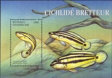 african cichlids for sale african cichlids for sale BIRMINGHAM