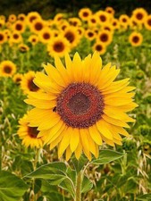 Semi girasole marika usato  Trappeto