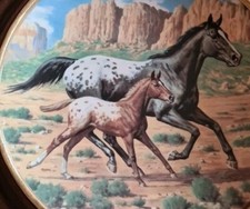 Appaloosa collectors plate for sale  SWAFFHAM