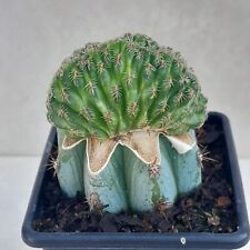 Sulcorebutia canigueralii cris d'occasion  Loches