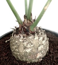 Cycas chevalieri caudex usato  Napoli