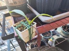 nepenthes usato nepenthes usato Milano