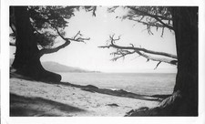 Tree framed waters for sale  Los Angeles