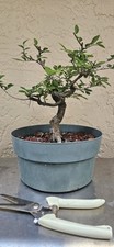 Shohin chinese elm for sale  North Port