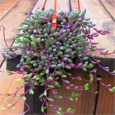 Othonna capensis ruby for sale  Dana Point