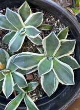 Agave cream spike for sale  San Marcos