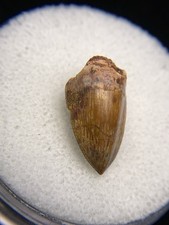 Phytosaur dino tooth for sale Phytosaur dino tooth for sale  Palm Harbor