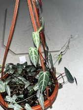 Amazon jungle vine for sale  Eustis