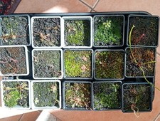 Mixed drosera carnivorous for sale  COLWYN BAY