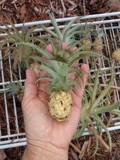 Miniature pineapple plants for sale  Port Saint Lucie