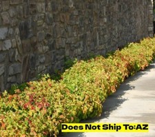 Nandina heavenly firepower for sale  Miami