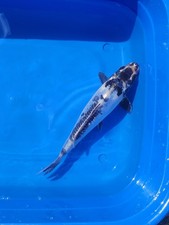 Beautiful shshui koi for sale  Pompano Beach