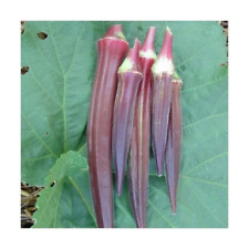 Vegetable okra burgundy for sale  HIGH WYCOMBE