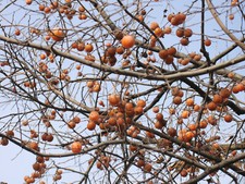 persimmon tree for sale persimmon tree for sale ST. ASAPH