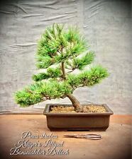 Pinus strobus kruger for sale  Shipping to Ireland