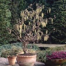 hazel tree for sale  SOUTHAMPTON