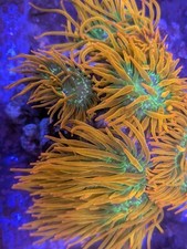 Rare wwc hawaiian for sale  Garden City